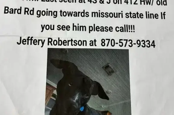 Missing Dog: Unique Eyes & Markings