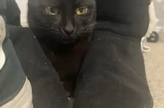Little black cat missing, she has a flea collar on that is grey, parts of it is looks like it’s chewed to know it’s her, she has green eyes, a little white area of fur on her lower belly, her name is Salem