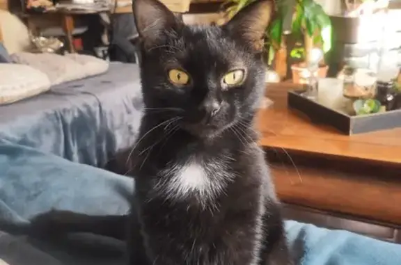 Animaux perdus Saint-Cyr-sur-Loire, photo: Chat noir de 8 ans perdu à Saint-Cyr