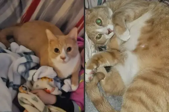 Lost and found pets White City, photo: Lost: Friendly Orange & White Cat, Ajax St