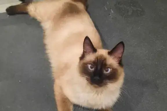 Joven Gatito Cariñoso Busca Ho...