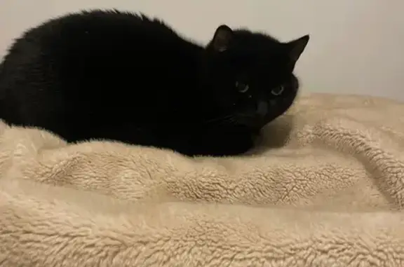 Chat perdu, Vieux-Berquin, photo: Chat mâle noir perdu à Vieux-Berquin