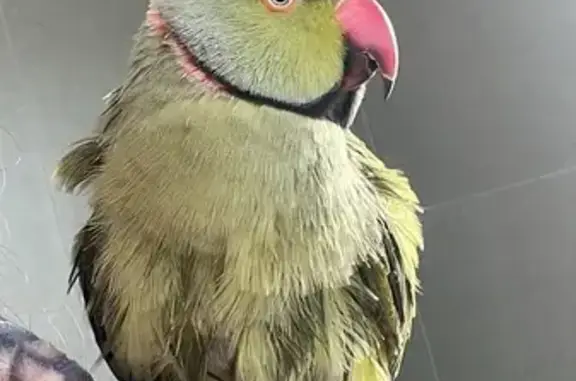 Lost pets Brimbank, photo: Lost Bird: Olive Green with Unique Markings