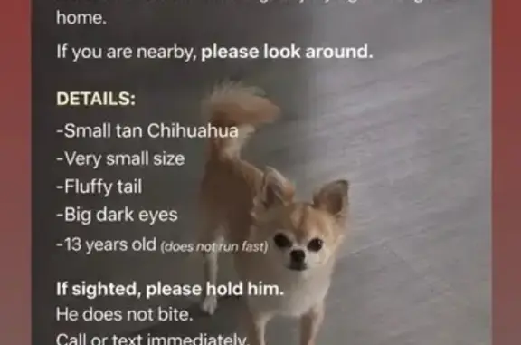 Lost: Long-Haired Tan/White Chihuahua