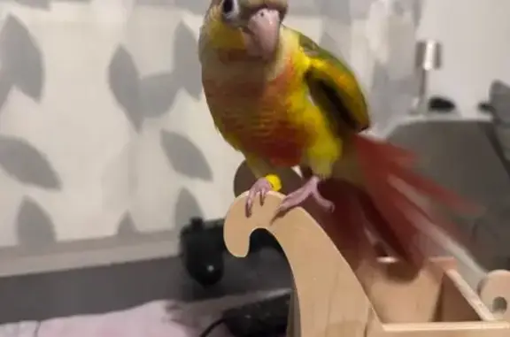 Animaux perdus Tergnier, photo: Jeune conure perdue à Tergnier