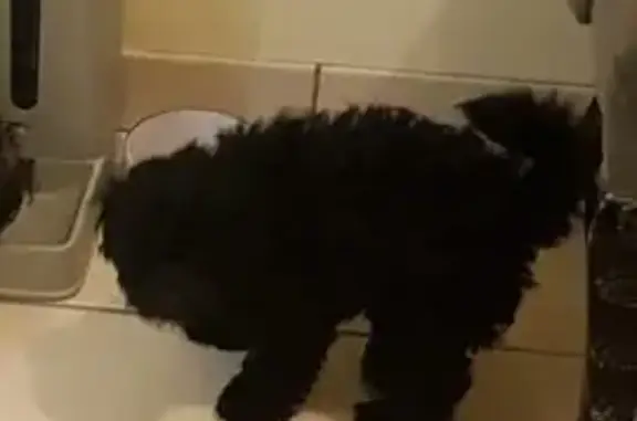 Lost pets , photo: Help Find Our Lost Dog on Provincial St