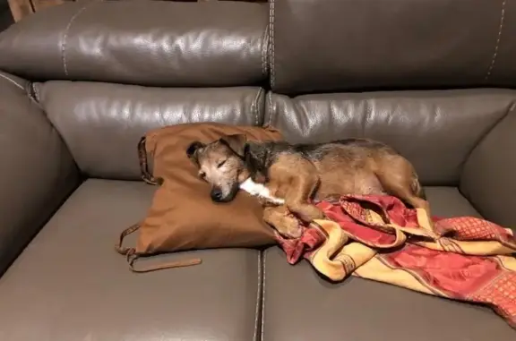 Chienne croisée disparue à Saint-Michel - photo