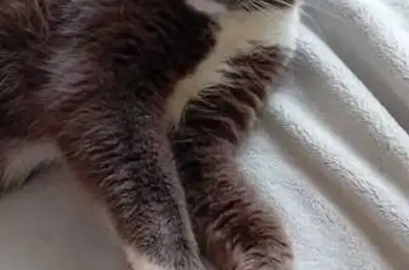 Chat perdu : gris et blanc, Héric - photo