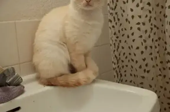Chat perdu à Talence : Lazuli, 2 ans, blanc/roux - photo