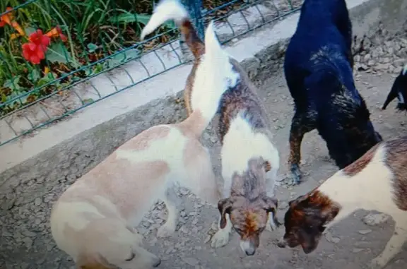 Animaux perdus Saint-Éloy-les-Mines, photo: Chien tricolore craintif perdu à Saint-Éloy