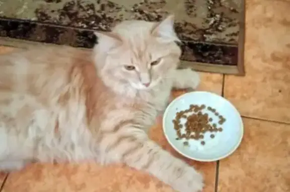 Зникла пухнаста руденька кішка...