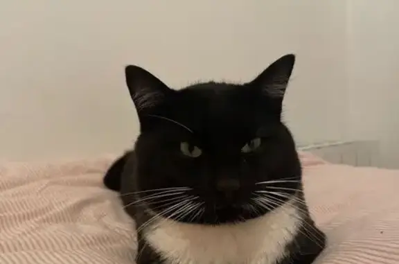 Chat perdu : Zozo, craintif et gourmand - photo
