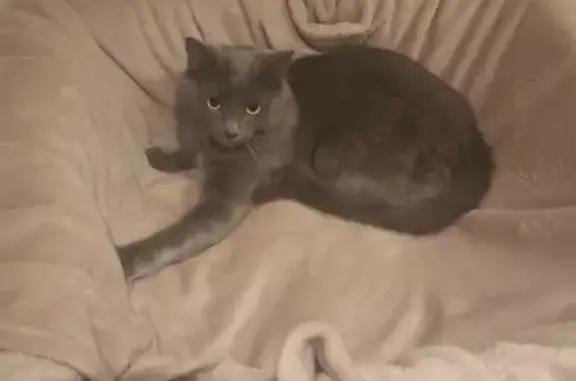 Animaux perdus Montélimar, photo: Chat gris peureux perdu à Montélimar