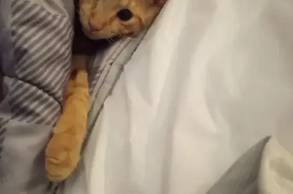 Help Find Rowdy: Missing Orange Tabby - photo