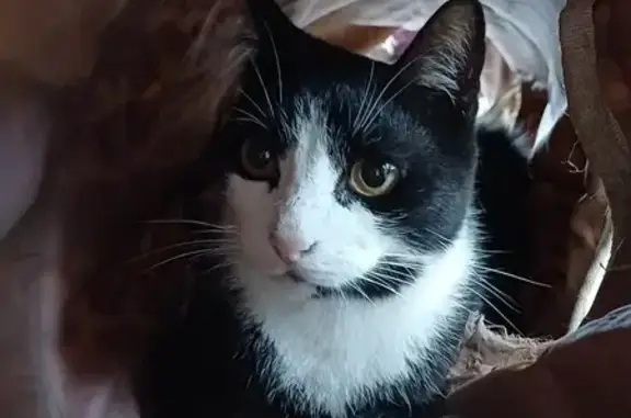 Chat mâle noir et blanc perdu à Sion-les-Mines - photo