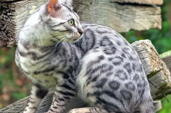 Animaux perdus , photo: Chat Bengal disparu à Massingy