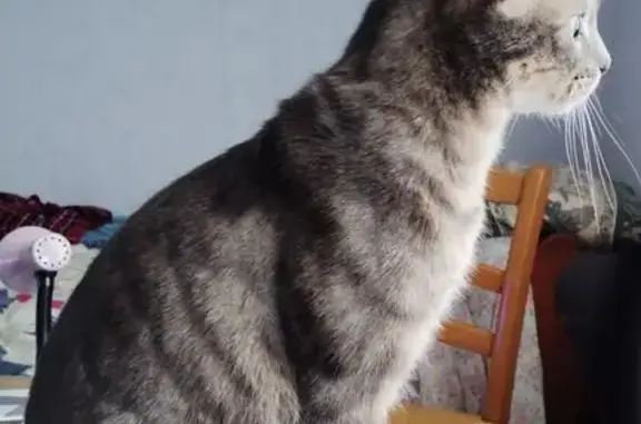 Animaux perdus Vendôme, photo: Chat tigré gris-beige perdu à Vendôme