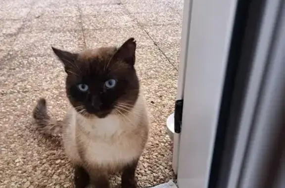 Animaux trouvés Angoulême, photo: Siamois clair trouvé, craintif, Angoulême