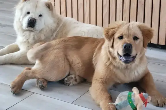 Chiens échappés à Roinvilliers, aidez-nous ! - photo