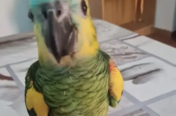 Ave Verde Perdida en Ripollet...