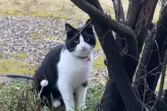 Animaux perdus Saint-Étienne, photo: Chat noir et blanc disparu à Saint-Étienne
