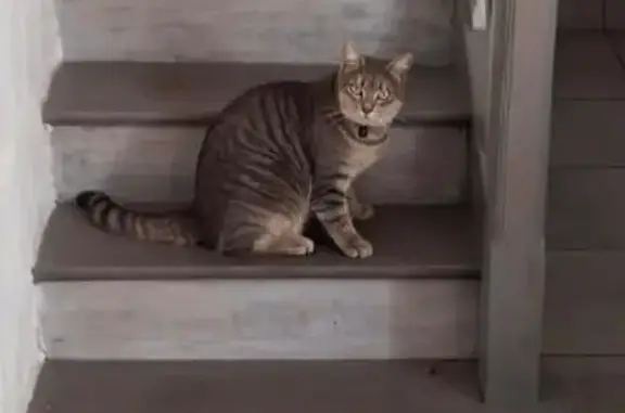 Animaux perdus Nouvelle-Aquitaine, photo: Chatte tigrée disparue, Bords (Nouvelle-Aquitaine)