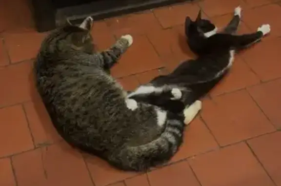 Animaux perdus , photo: Chaton noir et blanc perdu à Nielles-lès-Bléquin