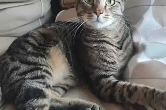 Chat perdu, Verrières-le-Buisson, photo: Chat gris tigré perdu, secteur Grands Chênes