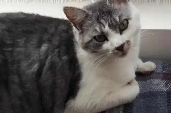 Chatte blanche/grise perdue à Laval - photo