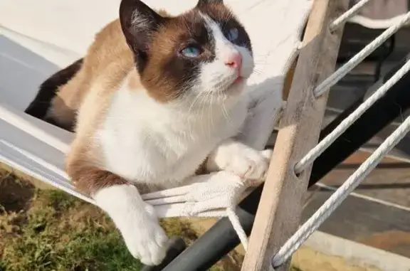 Animaux perdus Nemours, photo: Chat perdu rue Edith Piaf, Nemours