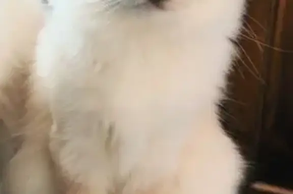 Lost Indoor Cat on Cook Avenue, Godfrey