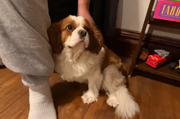 White with brown Looks older Found roaming around in the blizzard
