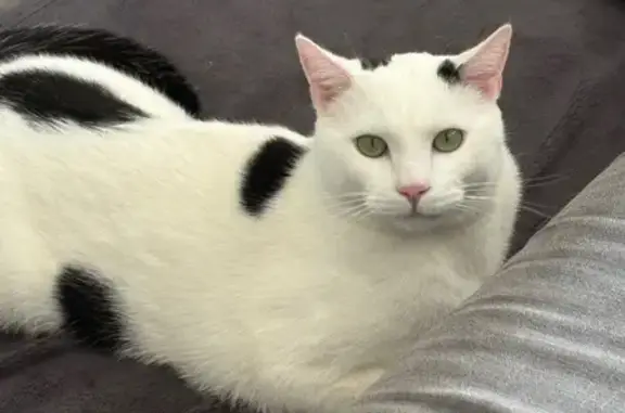 Chat mâle blanc-noir perdu à Crachier - photo
