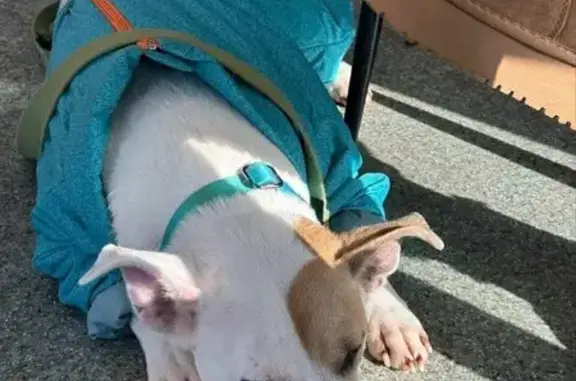 Собака в костюмі як на фото. Вирвалася із ошийника і побігла в сторону академ містечка через частий сектор у Коцюбинському.