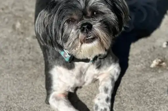 Lost Shihtzu: Dark Gray & White, TN