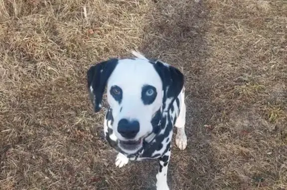 Missing Dalmatian: Blue & Brown Eyes