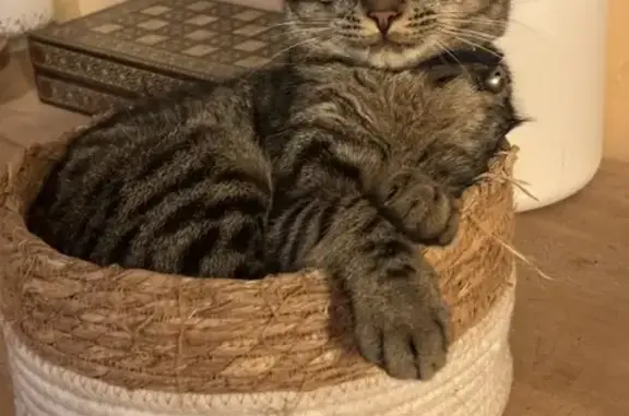 Chats disparus: Tigré gris et Tricolore - photo