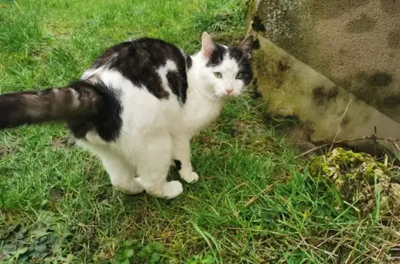 Chat trouvé , photo: Chat sociable trouvé à Villefrancœur