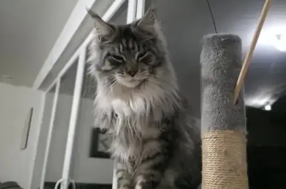 Chat Maine Coon blanc/gris perdu au Mans - photo