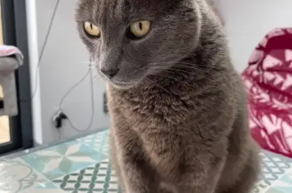 Chat gris tatoué perdu à Haillicourt - photo