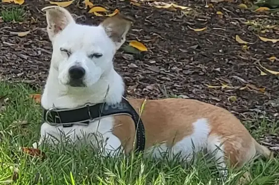 Lost Dogs: Unique Duo in Victo...