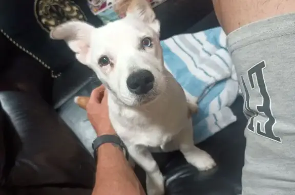 Lost Jack Russell Mix on Etwel...