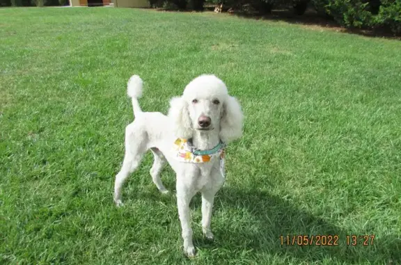 Lost Cream Poodle on Ballard Rd - Help!