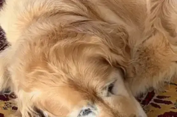 Missing: 13-Year-Old Golden in...