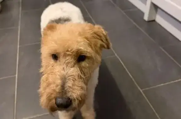 Animaux perdus Grillon, photo: Fox terrier peureux perdu, Impasse Bouveau
