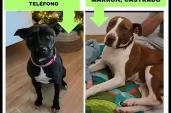 Perritos Perdidos: Coco y Roma...