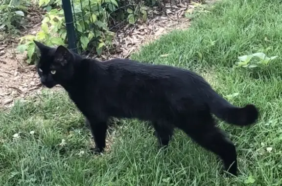 Chat perdu, , photo: Chatte noire mince disparue à Ormes
