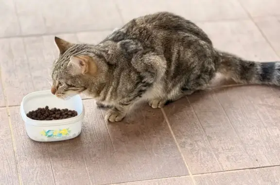 Animaux trouvés Narbonne, photo: Chat beige tigré trouvé à Narbonne