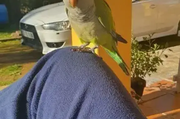 Se busca: Cotorra argentina pe...