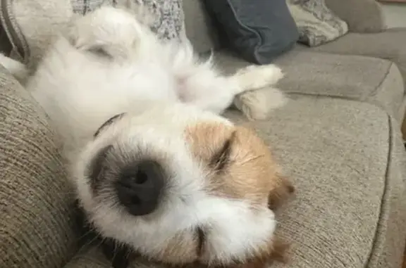 Lost Dog Alert: Gizmo in Chicago!